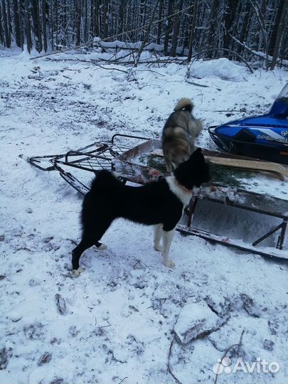 Русско европейская лайка