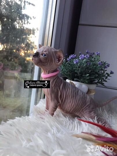 Канадский сфинкс с родословной