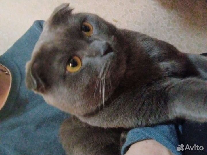 Кот на вязку