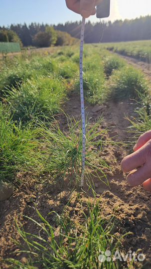 Саженцы сосны и ели окс от производителя