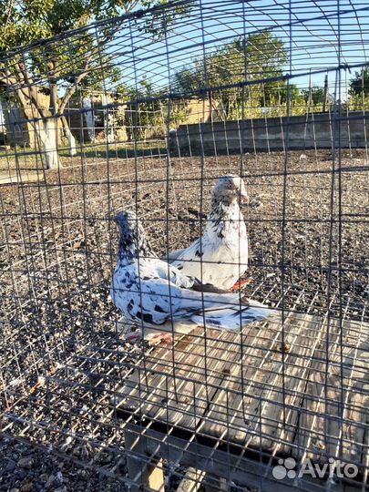 Голуби бакинские