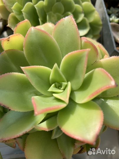 Суккуленты