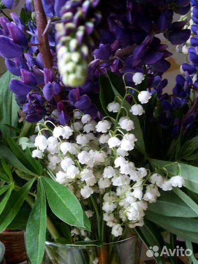 Лекарственные почвопокровные растения