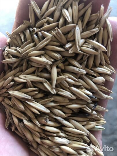 Комбикорм, пшеница, ячмень, овес, кукуруза, горох