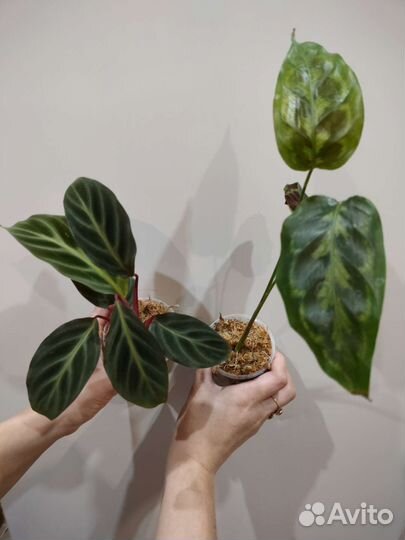 Калатея Пикок,Оазис и др