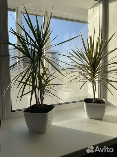 Пальмы/драцены/цветок для офиса/цветок для дома