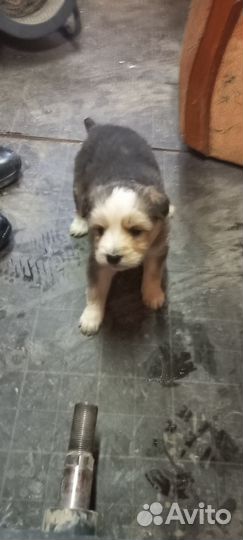 Помесь хаски