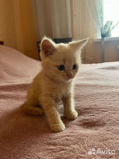 Кошки в добрые руки