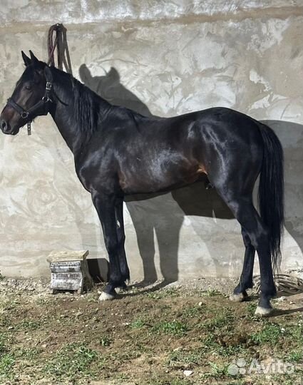 Элитный жеребец. Карачаевская порода