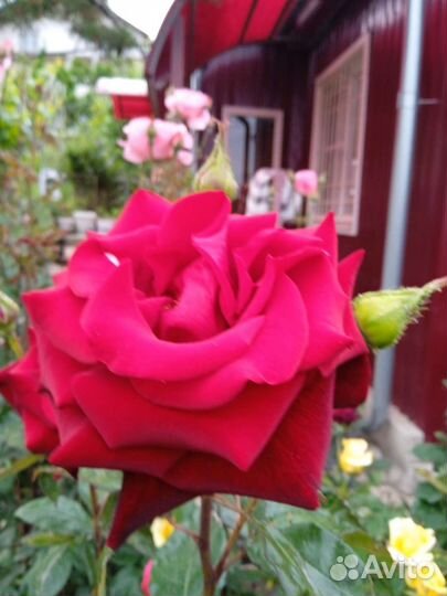 Саженцы роз