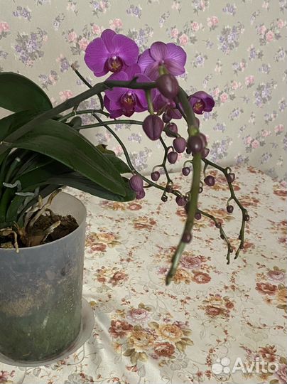 Продам орхидею