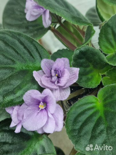 Фиалка цветущая