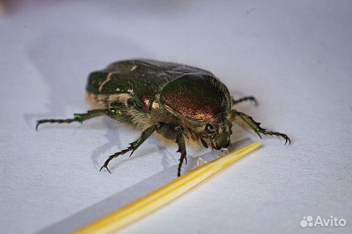 Макролинза JSR Close UP +10 (82 мм) Макрофильтр