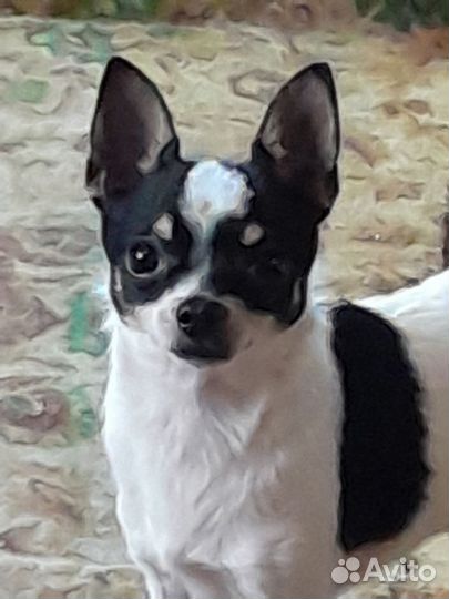 Вязка собак, чихуахуа, саратов