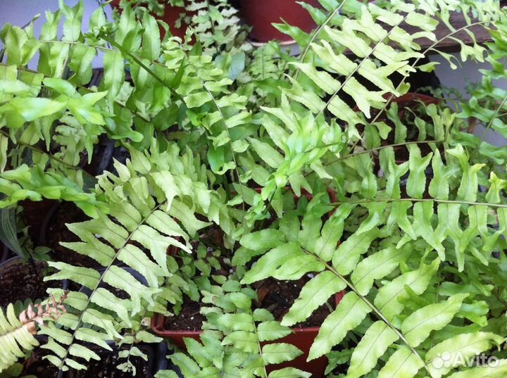 Папоротники Goniophlebium, Nephrolepis, и др