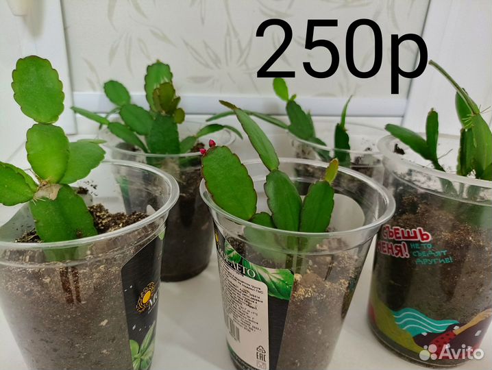 Рипсалидопсис R.rosea, укоренённые черенки