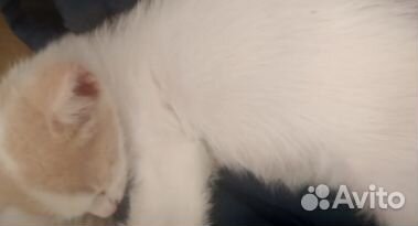 Отдам в добрые руки