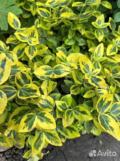 Бересклет форчуна