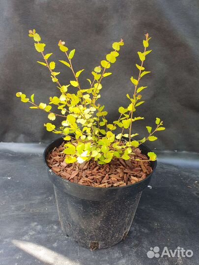 Береза карликовая 