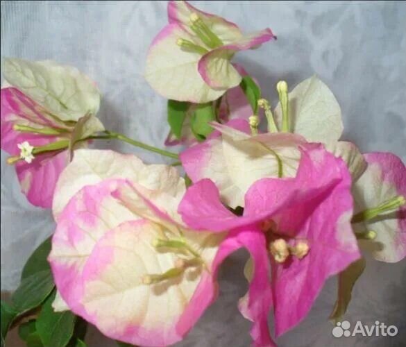 Бугенвиллия укорененные черенки