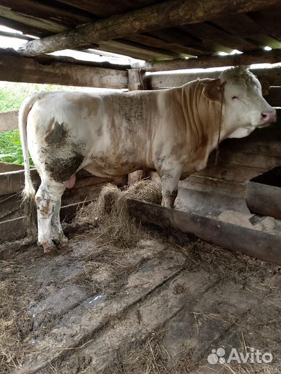 Быки на племя