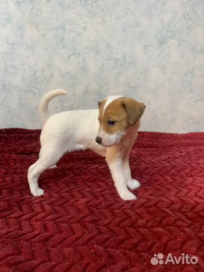 Щенки парсон рассел терьер