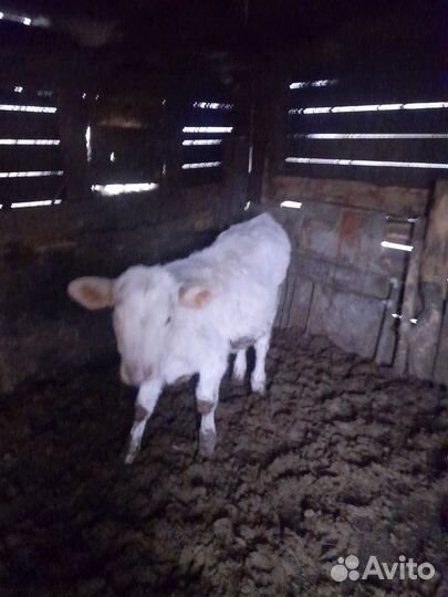 Бычки и быки