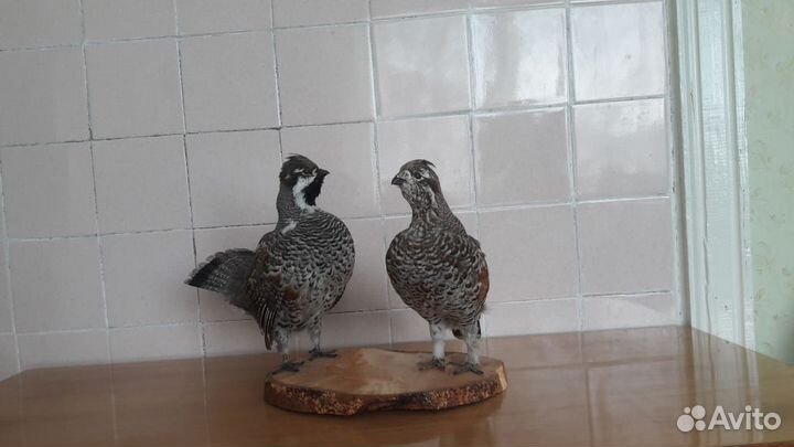 Чучела птиц