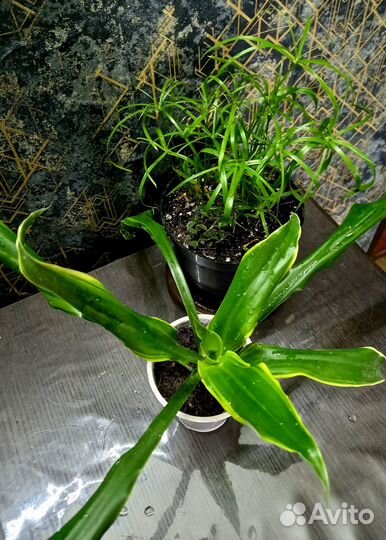 Цветы ассорти