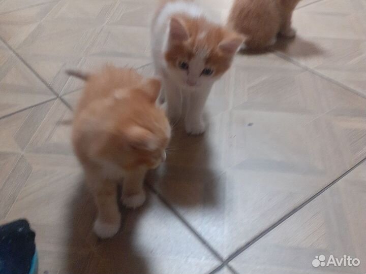 Котятки в добрые руки