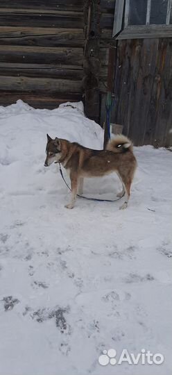 Охотничьи собаки