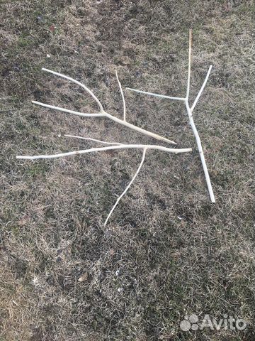 Коряга в террариум