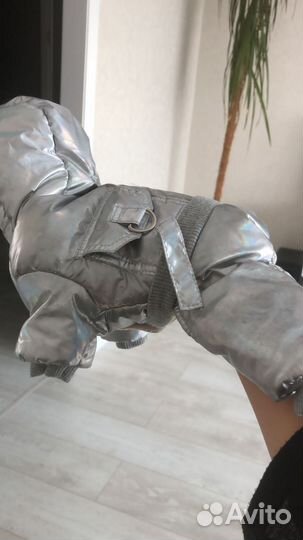 Одежда для собак