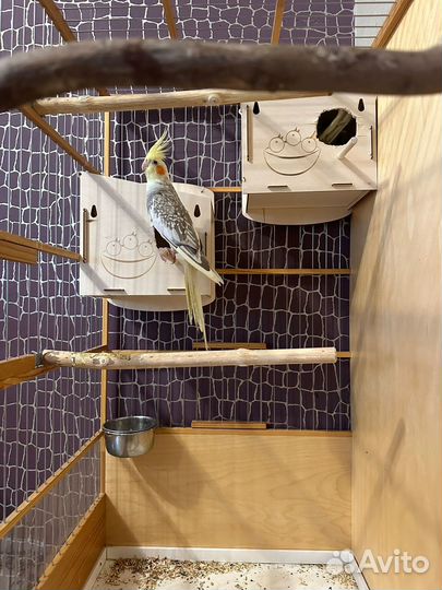 Попугай корелла два пара с клеткой