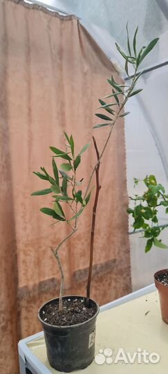 Олива, оливковое дерево. Готовы к цветению