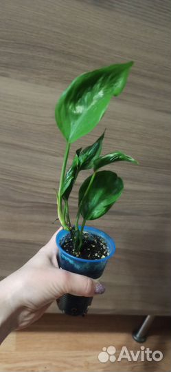 Сциндапсус Годзилла