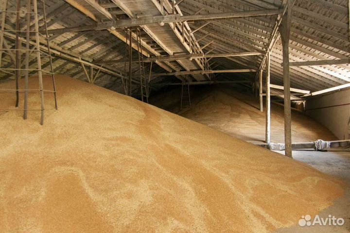 Пшеница ячмень