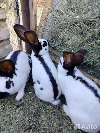 Кролы, немецкий строкач