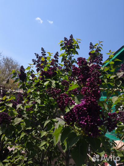 Кусты сирени