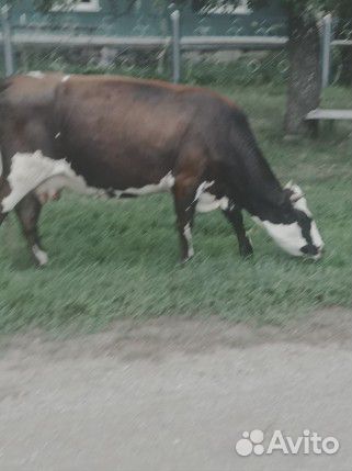 Коровы дойные молочные