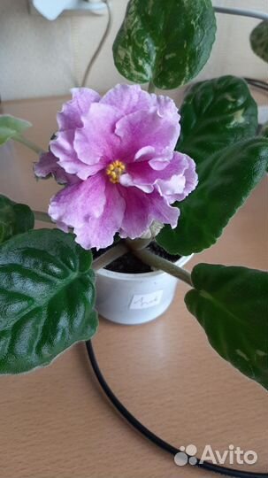 Лист фиалки на срез