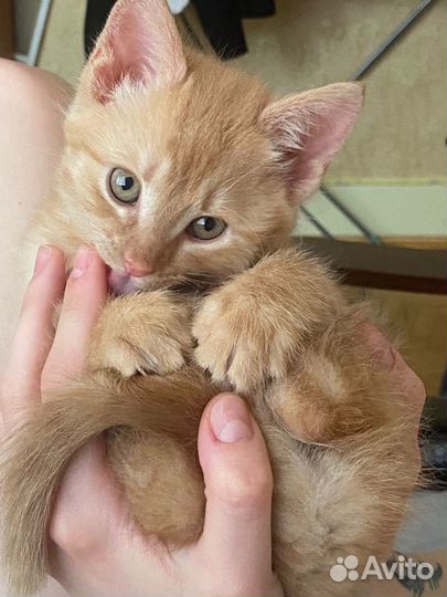 Котенок мальчик в добрые руки