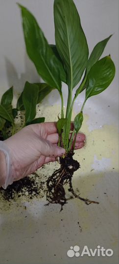 Спатифиллум