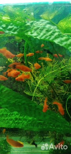 Аквариумные рыбки