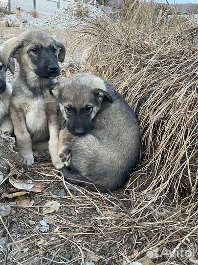 Щенок в добрые руки