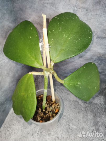 Хойя kerry splash