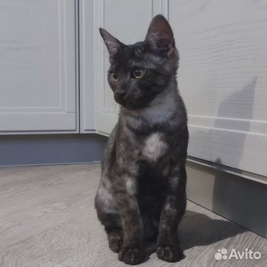 Египетская мау в окрасе дым