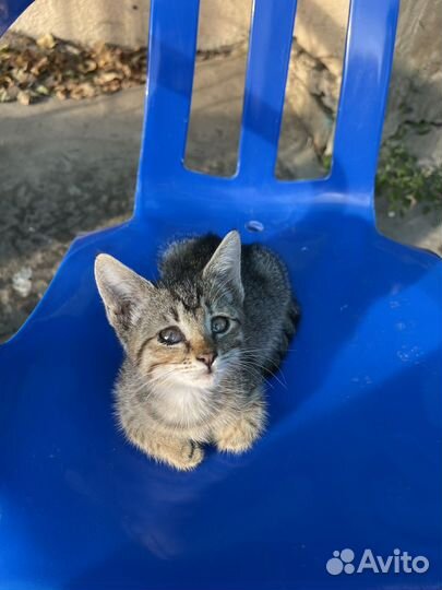Котенок девочка, бесплатно в добрые руки