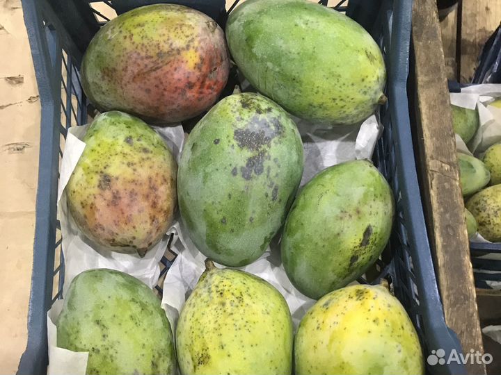 Манго Египет 2 сорт