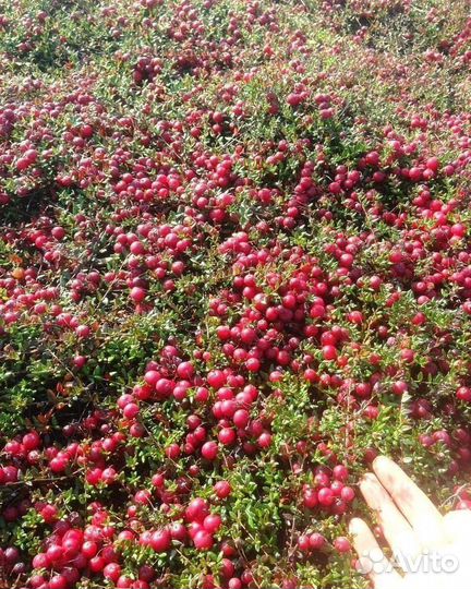 Брусника клюква